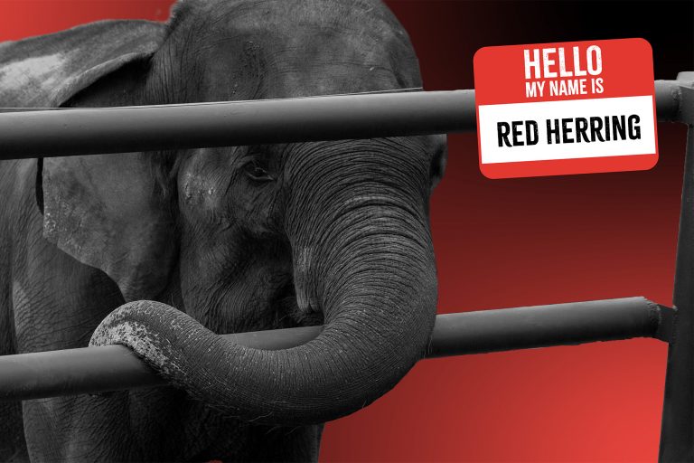 Illustrated by Elizabeth Coleman | Photo by Nina Gerzema